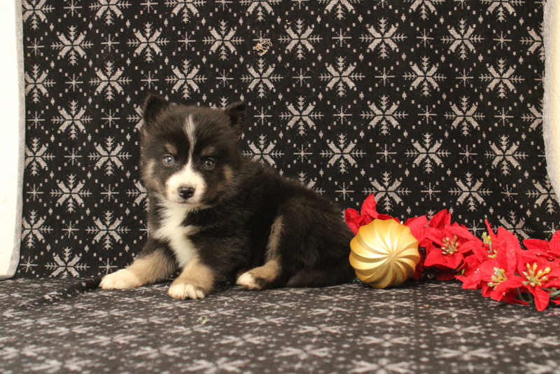puppy, for, sale, Pomsky, Matthew B. Stoltzfus, dog, breeder, Gap, PA, dog-breeder, puppy-for-sale, forsale, nearby, find, puppyfind, locator, puppylocator, aca
